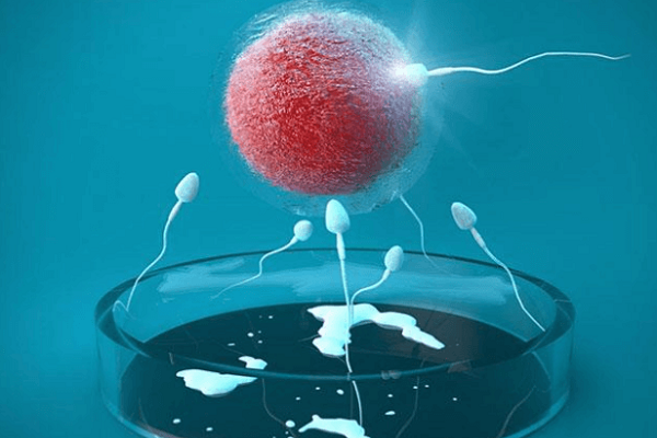 试管取卵后如何调理卵巢？